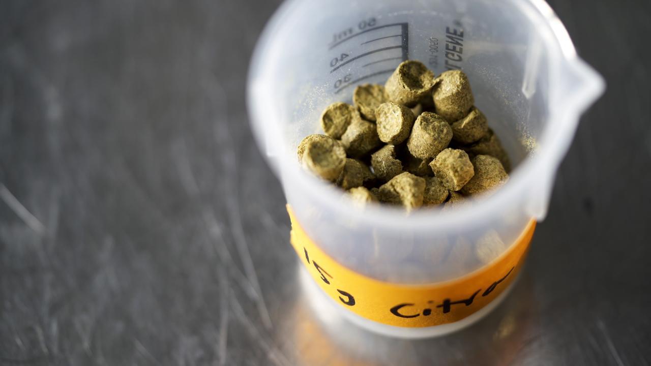 hops in container image