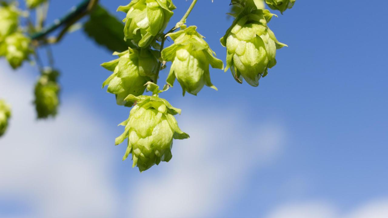 Hops Photo by Jan Piatkowski on Unsplash