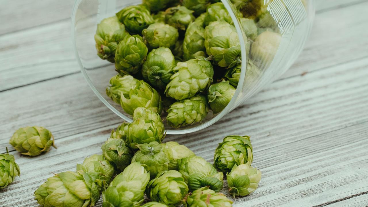 Hops spill out of a beer glass laying on its side on a table