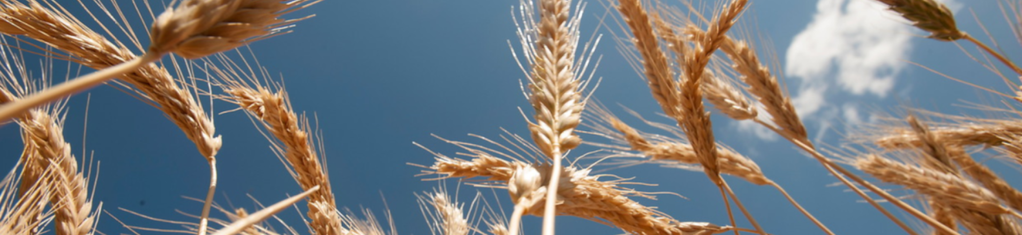 UC Brand Photography wheat details pic